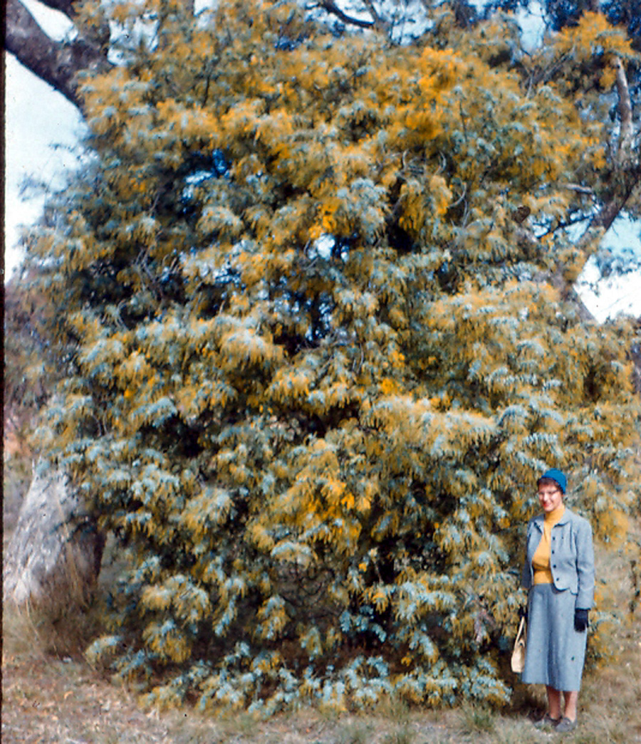 Box24 018 Wattle in bud EML